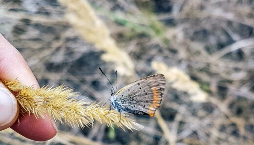 Ökologische Baubegleitung, Tropical Islands