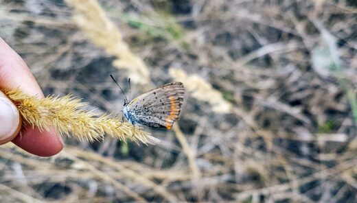 Ökologische Baubegleitung, Tropical Islands