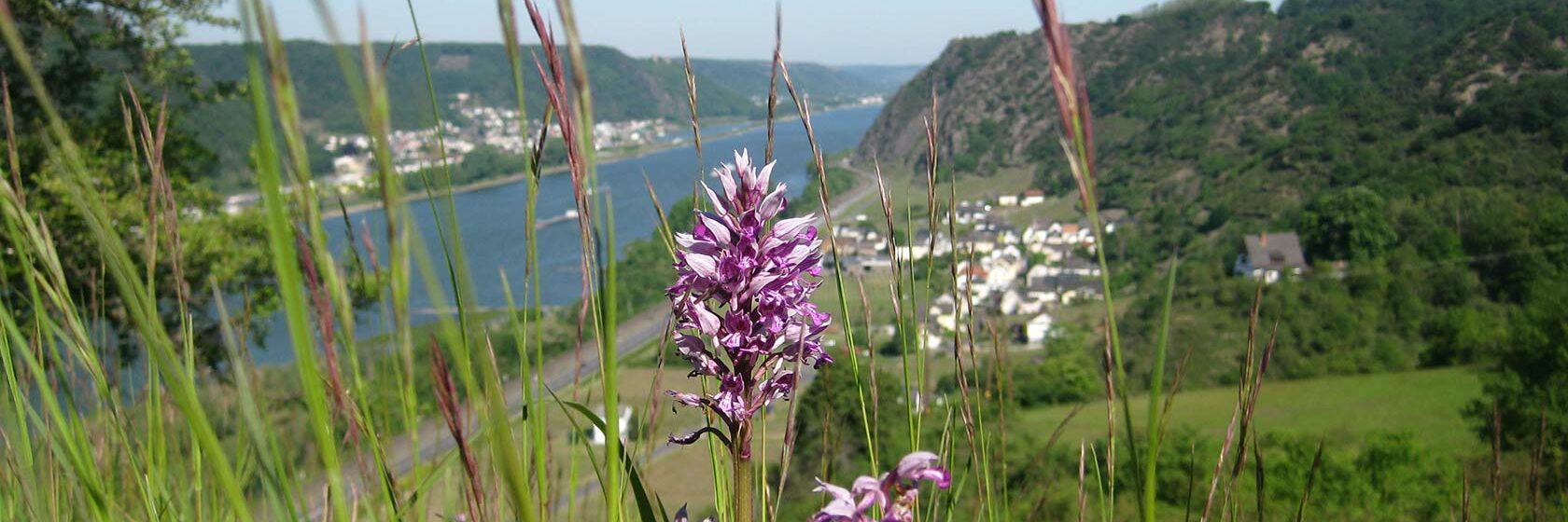 Naturschutzmanagement, Neuwied