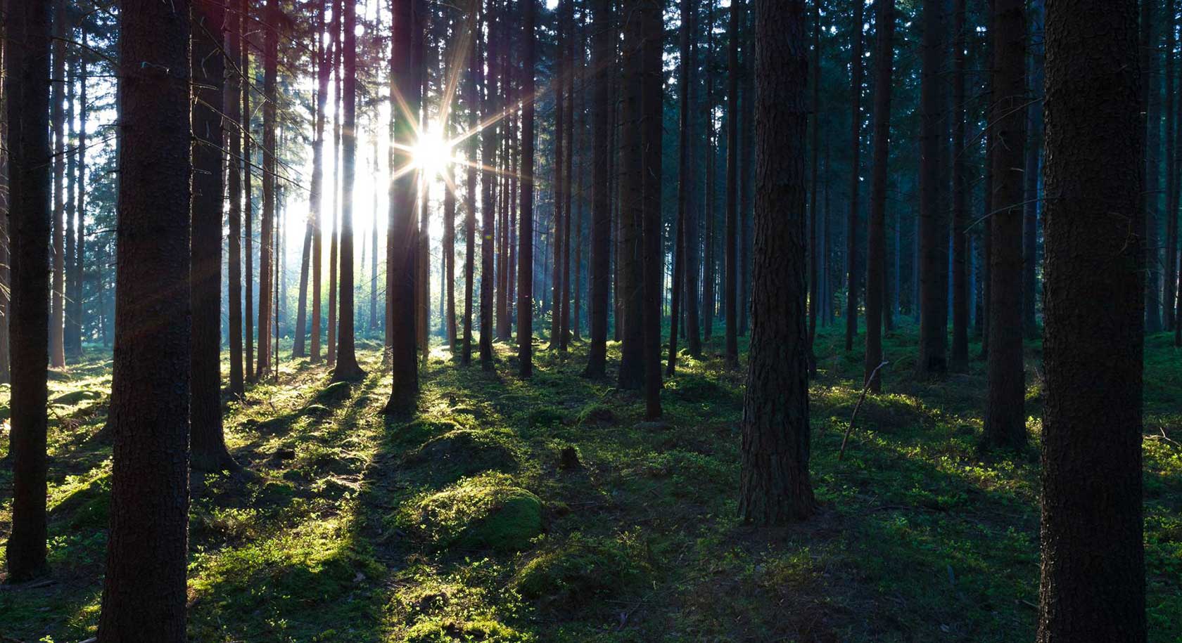 Carbon Dioxide Removal