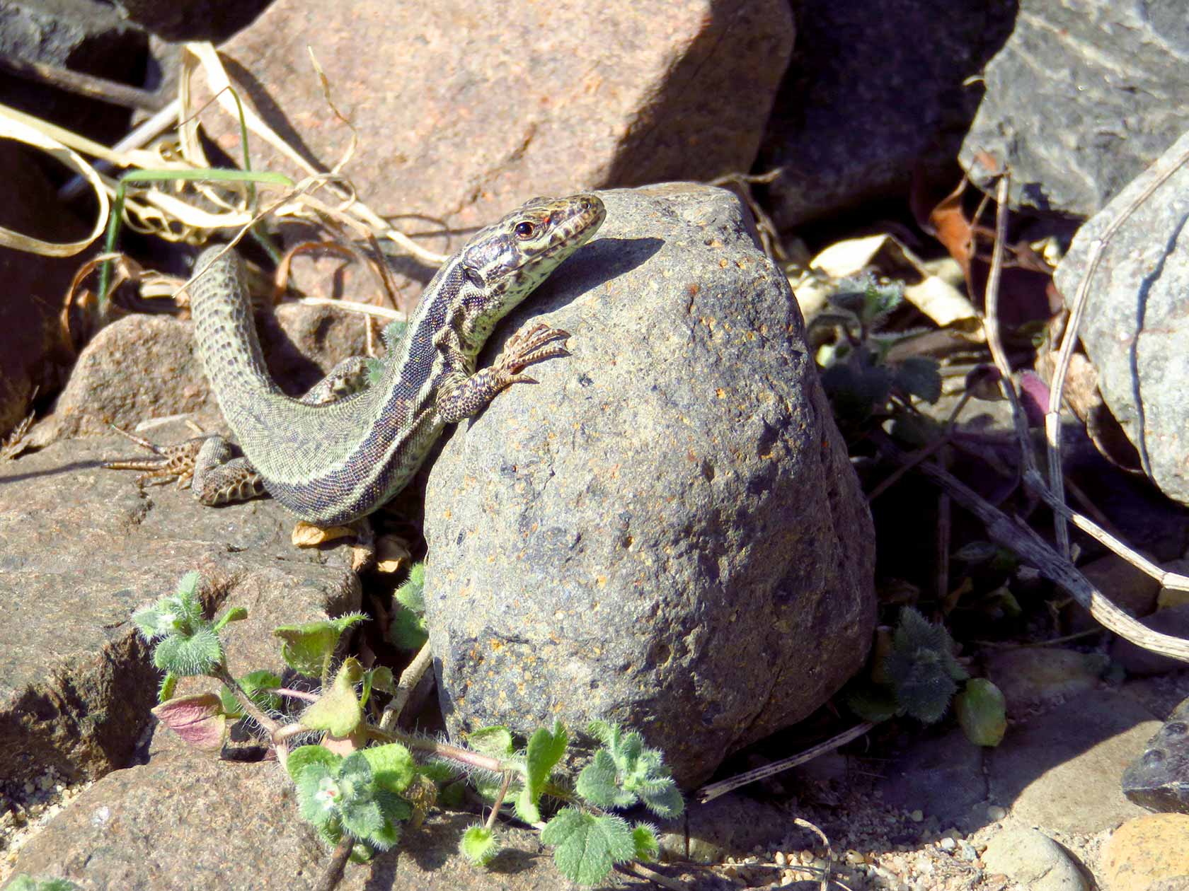 Generalsanierung Rhein