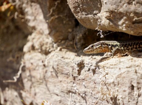 Generalsanierung Rhein