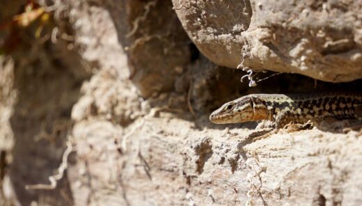 Generalsanierung Rhein