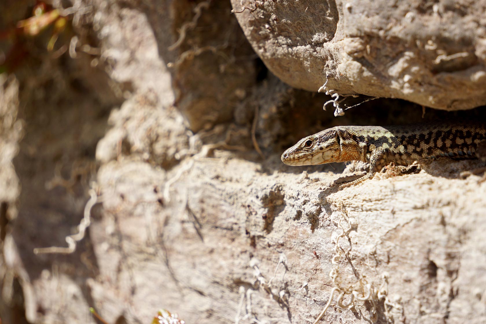 Generalsanierung Rhein