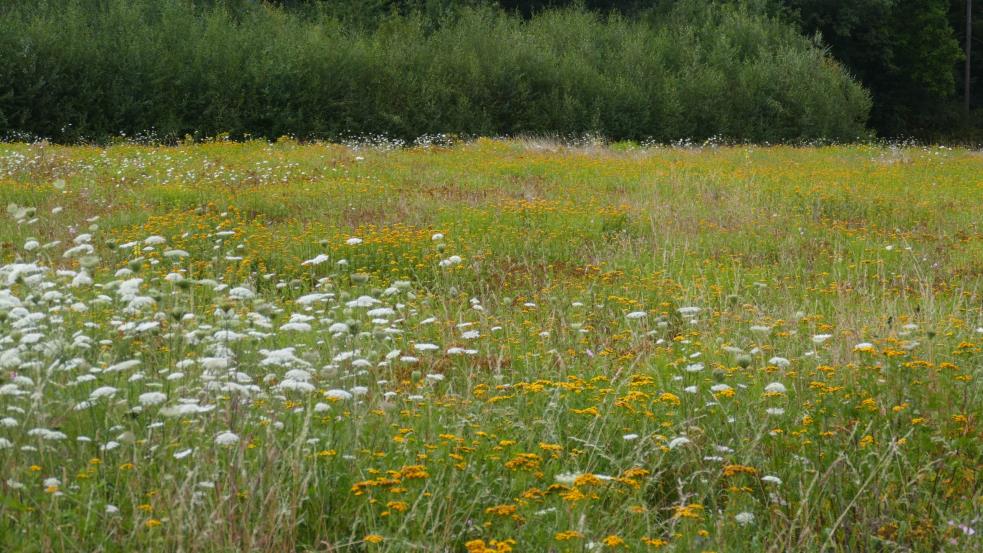 Blumenwiese